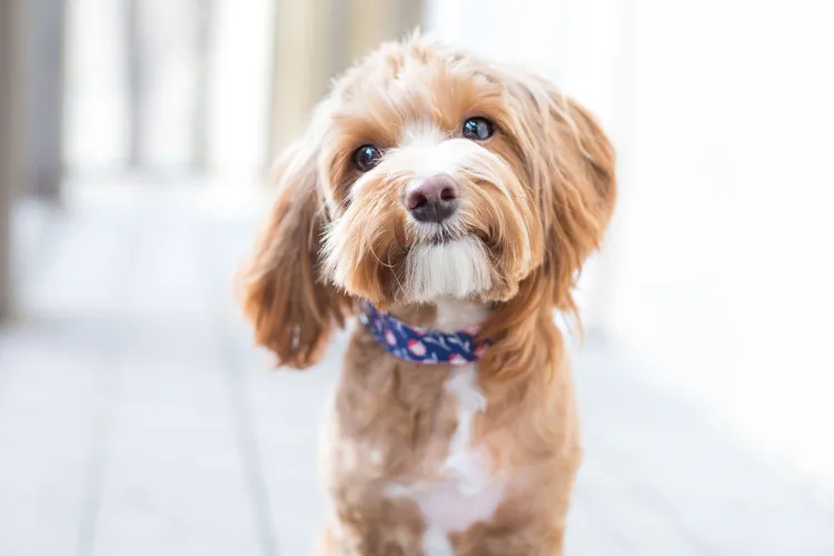 120 de locuri gratuite pentru sterilizarea câinilor femeleîn Cluj! ONG-urile lansează campania pe 14-16 noiembrie