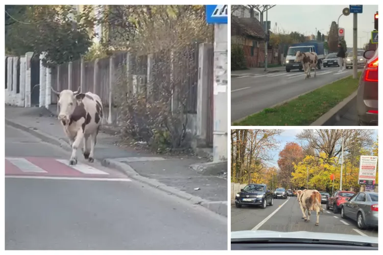 VIDEO. O vacă face furori prin Cluj: Când „disciplinată”, traversează regulamentar, când aventurieră ce „riscă” o amendă, că bulversează traficul