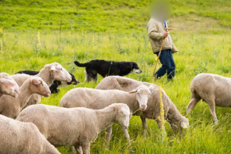 Un cioban de 30 de ani a mers cu oile la păscut, dar s-a trezit arestat: Ce gest inconștient l-a dus la arest și la despăgubiri de peste 60.000 de lei