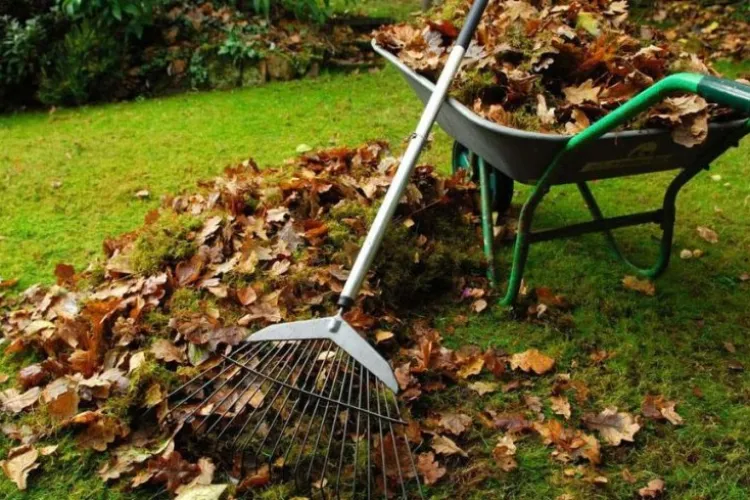 Cum scapi de frunze și crengi fără să plătești? Primăria Florești organizează colectare gratuită de deșeuri vegetale în noiembrie!