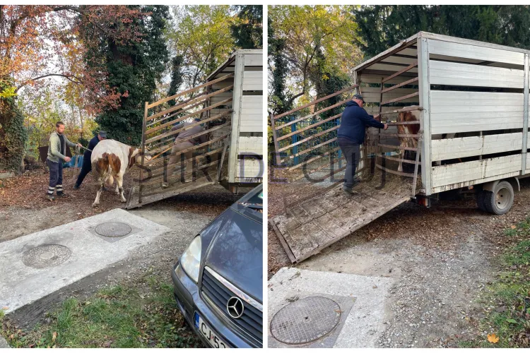 VIDEO. Plimbare cu final fericit! Vaca rătăcită pe străzile din Cluj-Napoca a fost recuperată și predată proprietarului 