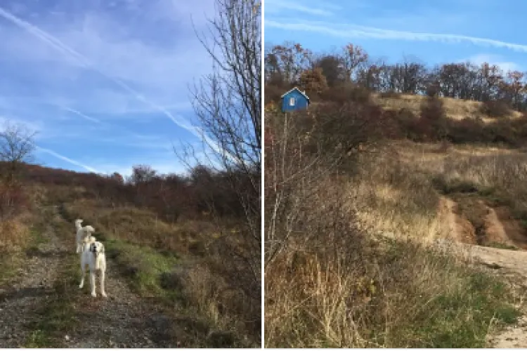 O femeie din Florești a fost  la un pas să fie sfâșiată de doi câini agresivi, în timp ce se plimba: „Puteau fi fatali” 