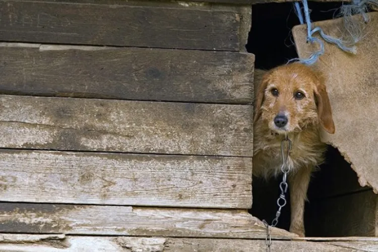 Șocant ce a descoperit un bărbat din Cluj în curtea noii sale case! O cățelușă legată, flămândă și abandonată de foștii stăpâni