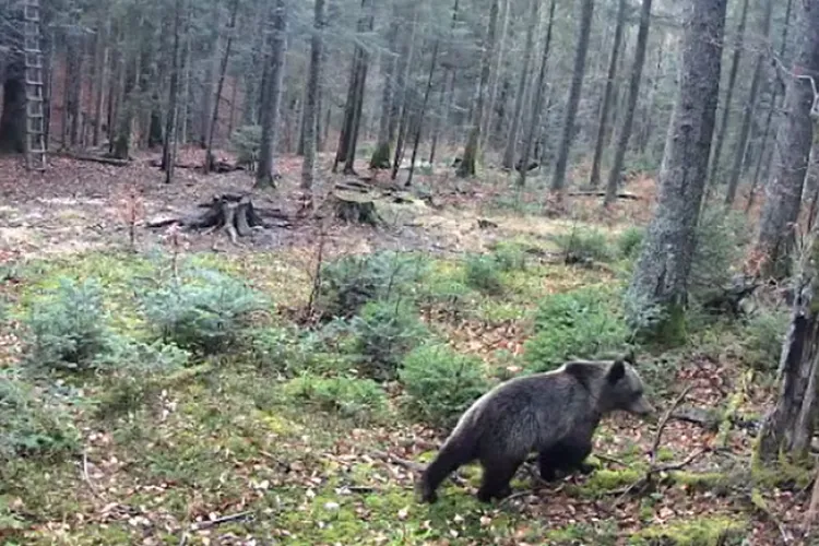 VIDEO „Baloo” de Cluj a ieșit la o plimbare de după-amiază anunțând că nu e încă destul de frig: „Mai așteptați cu hibernarea!”