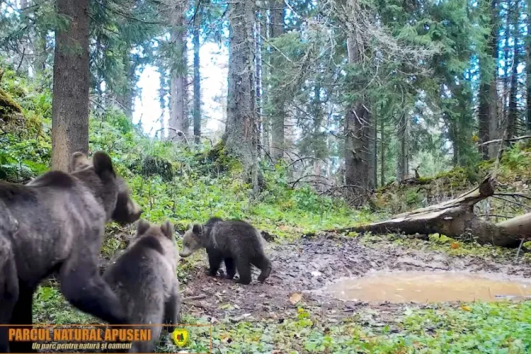 Imagini absolut adorabile: O ursoaică „și-a scos la joacă” cei trei puiuți, în parcul Natural Apuseni. Au și ajutat-o pe mămică să caute hrană VIDEO