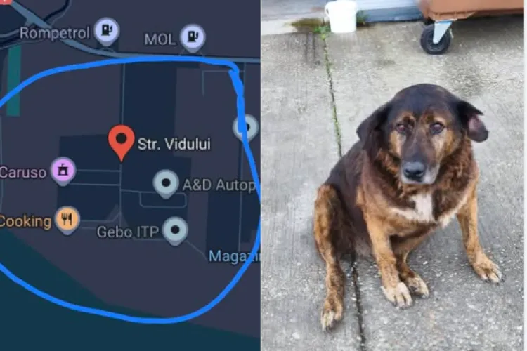 Mobilizare în comuna Florești pentru Verdi, câinele orb cu diabet: „De aproape trei zile îl căutăm” 