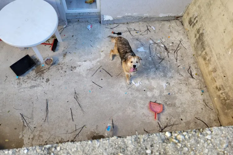 Strigăt de ajutor la Cluj! Un cățeluș a fost crescut pe balcon în frig și în ploaie: „Tânjește după atenție și iubire” FOTO