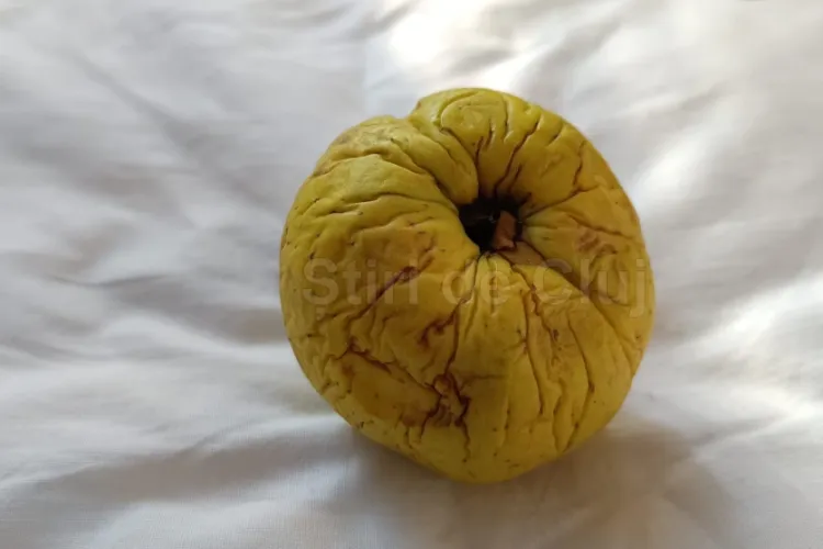 Copiii de la școala Dumitru Tăuțan din Florești au primit azi mere „necomestibile”: „Este o bătaie de joc la adresa copiilor” FOTO