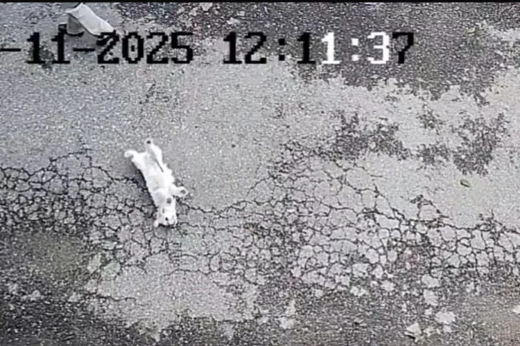 Imagini șocante surprinse în Gherla: Un clujean își târăște fără milă câinele ținut în lesă. Revolta vecinilor crește: „Nu meritați să aveți animale!”