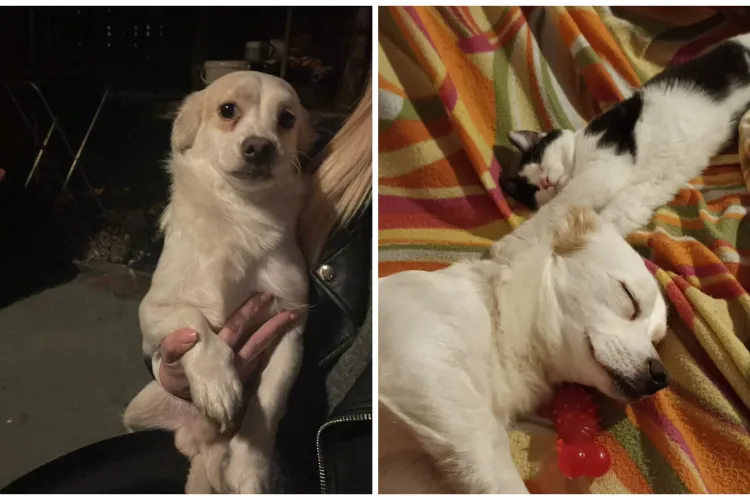 A fost bătut și abandonat, dar nu și-a pierdut speranța în oameni! Povestea lui Max, sufletul blând din Cluj care caută o casă: „Iubește pisicile” FOTO 