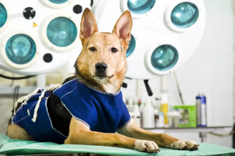 Până când se pot depune cererile de sterilizare gratuită a câinilor și pisicilor cu stăpân în Cluj-Napoca. Sumă impresionantă suportată de Primărie