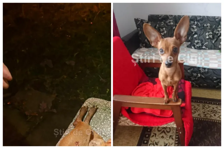 EXCLUSIV. Incident șocant în Cluj! Cățeluș omorât sub ochii stăpânului de un Amstaff plimbat fără lesă și fără botniță: „N-am apucat nici măcar să-l ridic”