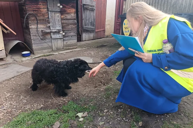 Ajutor pentru cățelușii din Cluj! Autoritățile se mobilizează pentru informare, sterilizare și protecție a animalelor vulnerabile