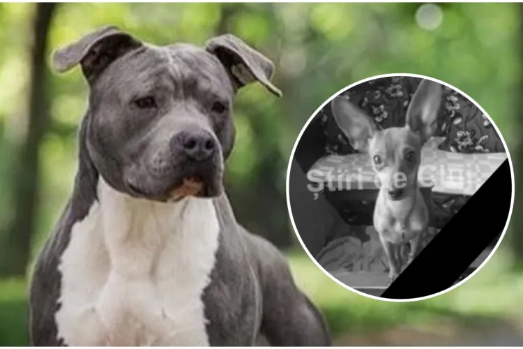 La nici 24 de ore după ce un cățeluș a fost ucis, clujenii au identificat un nou stăpân inconștient de Amstaff. Plimbat tot fără lesă și botniță