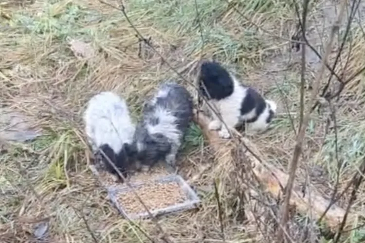 Câtă cruzime să ai ca să abandonezi sufletele acestea? Zona problemă din Cluj unde apar săptămânal cățeluși abandonați