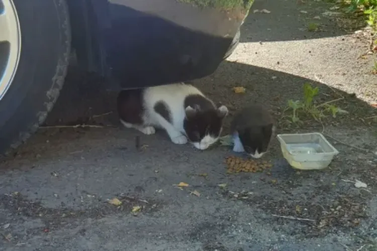 O clujeancă trage un semnal de alarmă și îi avertizează pe șoferi: „Conduceți ca și când propriul dumneavoastră animal ar trece strada”