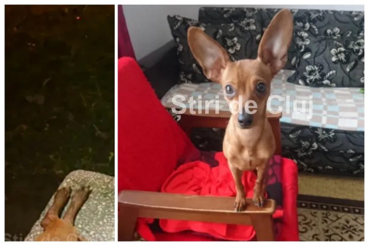 EXCLUSIV. Stăpâna câinelui Amstaff, care a omorât aseară un cățeluș în mod șocant, sub ochii stăpânului, audiată la poliție: Îl plimba fără lesă și botniță