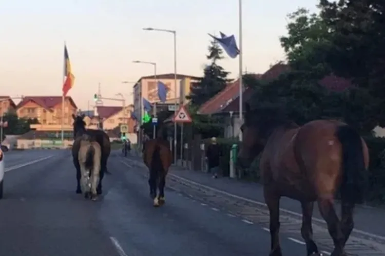 Cluj-Napoca se trezește cu cai pe străzi: Clujenii dintr-un cartier cer urgent măsuri. „Chiar nu se poate rezolva această problemă?”