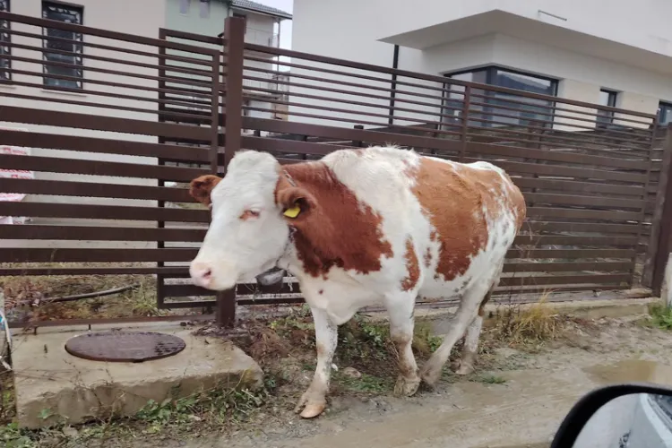 O vacă a fost surprinsă pe străzile din Cluj! Animalul pare dezorientat, iar șoferii o ocolesc cu grijă pentru a evita accidentele 