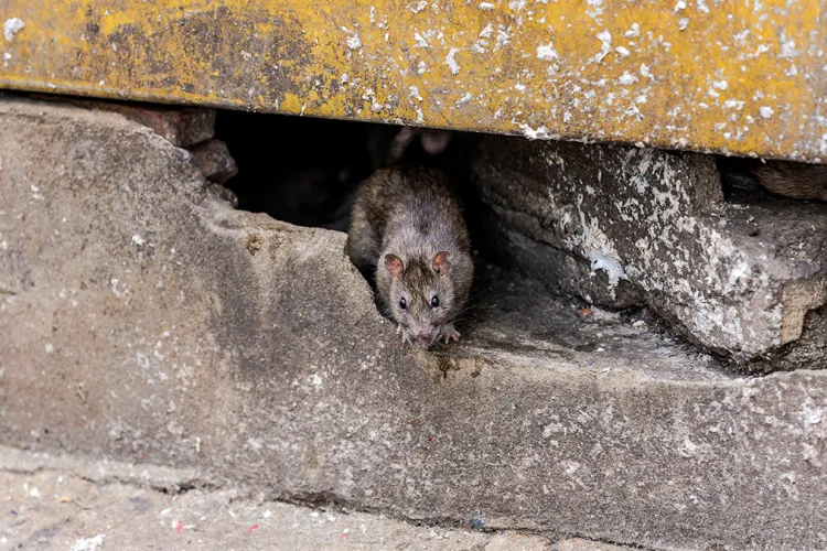 Panica lovește un bloc din Cluj! Șobolani văzuți între mașini și tomberoane: Oamenii cer deratizare imediată