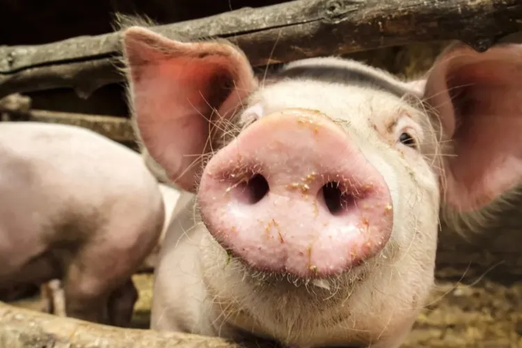 Fermierii români, sub presiunea importurilor: Carnea de porc rămâne ieftină în hipermarketuri, dar producătorii trag semnalul de alarmă!