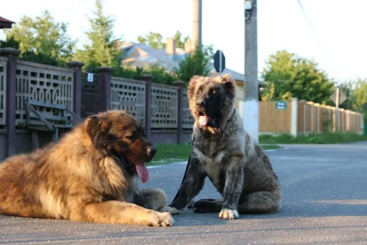 Clujenii, din nou în pericol pe stradă: Apar noi sesizări despre câini agresivi, la doar câteva zile după atacul care a șocat orașul