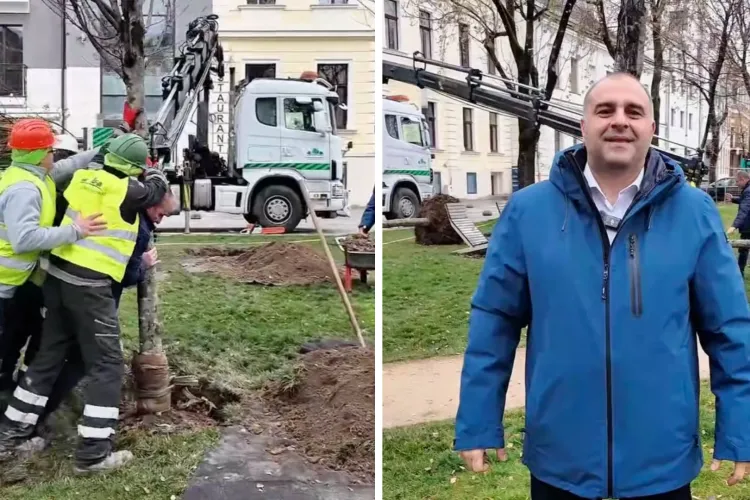 VIDEO. Schimbare totală în parcurile Clujului! Arborii care nu s-au prins sunt scoși și înlocuiți pe repede înainte, fără costuri pentru municipiu