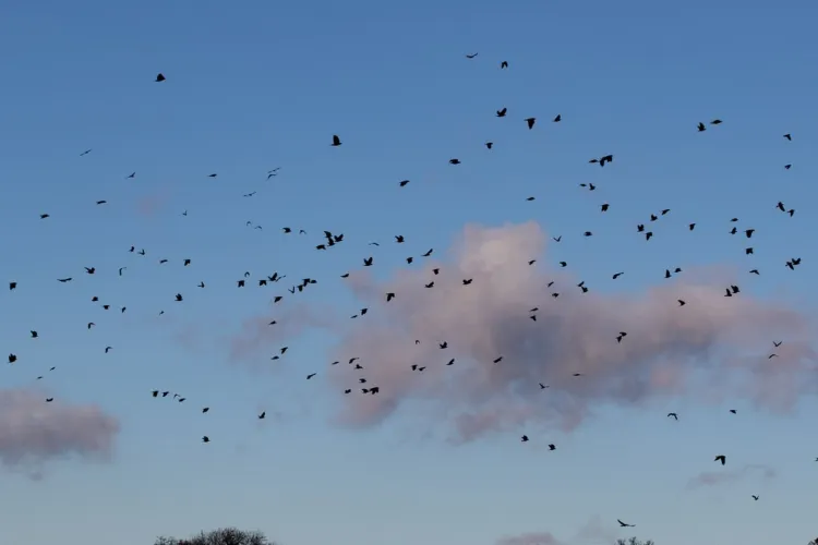 Clujenii se tem din ce în ce mai mult de stolurile masive de ciori din oraș și cer să fie luate măsuri urgente: „Cerul a fost negru de ciori azi!”