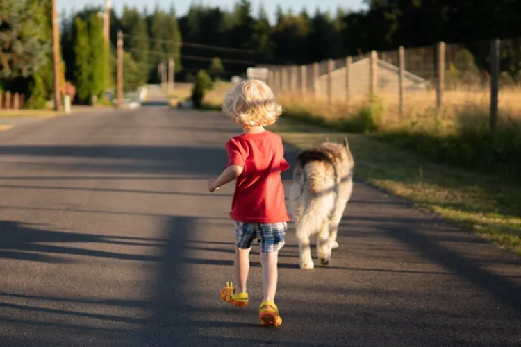 Pericol pe străzile Clujului! Un copil nu a putut controla câinele său agresiv: Martorii trag un semnal de alarmă pentru toți proprietarii