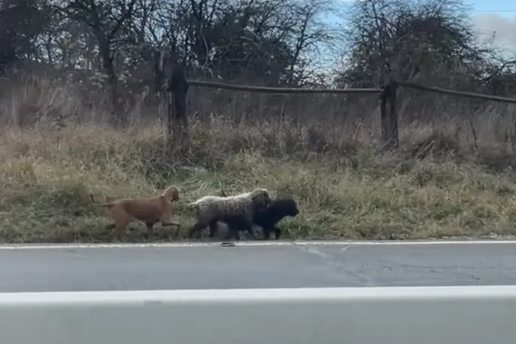 VIDEO „Haită” de căței porniți la plimbare pe Calea Turzii, din Cluj-Napoca. Clujenii au sărit imediat în ajutor cu poze și pin să-i ajute să revină acasă