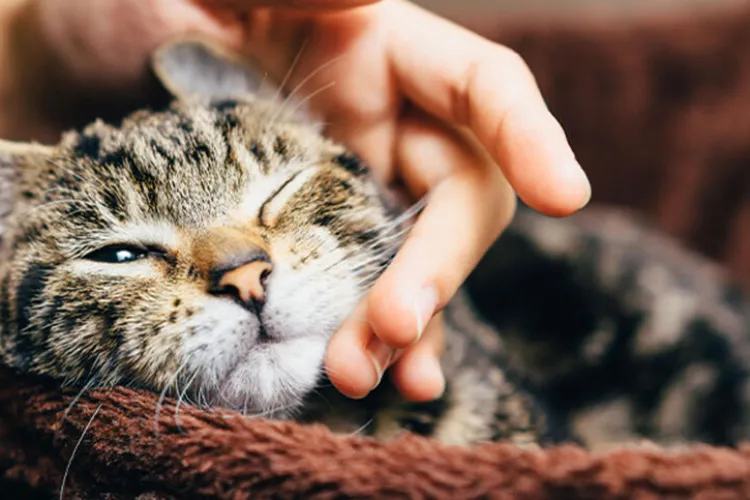 Campanie de succes la Cluj-Napoca. Asociația NUCA anunță sterilizarea a peste 300 de pisici comunitare: „Le mulțumim tuturor clujenilor care s-au implicat”