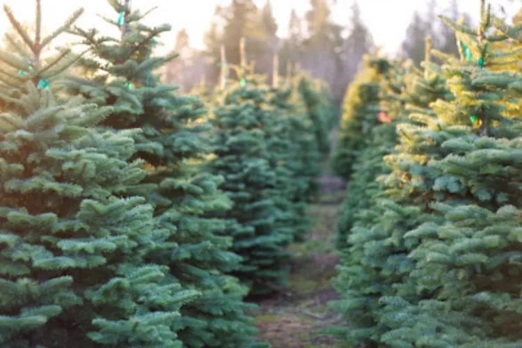 Romsilva pune în vânzare peste 16.000 de pomi de Crăciun: Prețuri accesibile, brazi din pepiniere și puncte de achiziție în tot județul Cluj