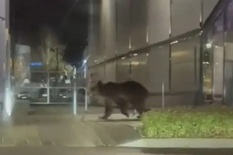 Urs „la cumpărături” într-un mall: Plimbare printre mașini, vitrine admirate și panică în rândul localnicilor. Au curs mesajele RO-Alert - VIDEO