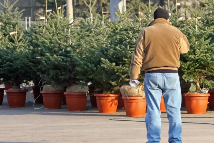 Trotuarele și spațiile verzi de pe o stradă din Cluj sunt ocupate de vânzători ambulanți de brazi: „Nu au casă de marcat și nici bon fiscal nu dau!”