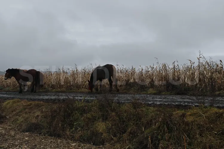 Furturi în lanț și distrugeri pe un teren din Cluj! IPJ Cluj explică ce se întâmplă în cazul prezentat de ȘTIRI DE CLUJ