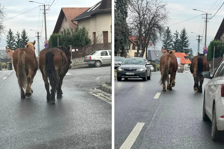 Doi cai „putere” văzuți pe o stradă din Cluj-Napoca: Animalele sunt calme dar șoferii sunt sfătuiți să fie vigilenți