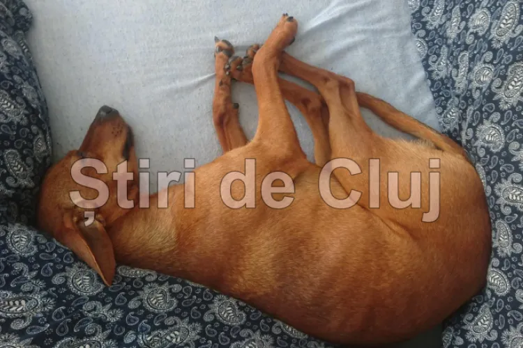 „Pedeapsa” maximă pentru proprietara Amstaff-ului ce a ucis un cățeluș în Mănăștur sub ochii stăpânului: Îl plimba fără lesă și nu era înregistrat!