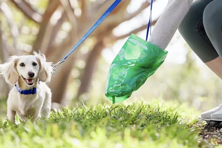 Trotuarele pline de excremente de câine din cauza stăpânilor care refuză să strângă! Clujenii cer măsuri urgente pentru siguranța copiilor