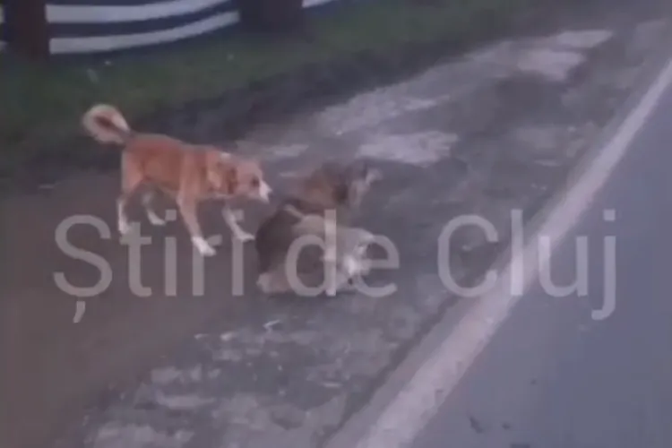 VIDEO. Scene violente cu un șofer din Cluj, după ce o cătelușă a fost lovită pe trecere de pietoni: „Merg ca nebunii cu 100 km la oră/ Îți dau una de...”