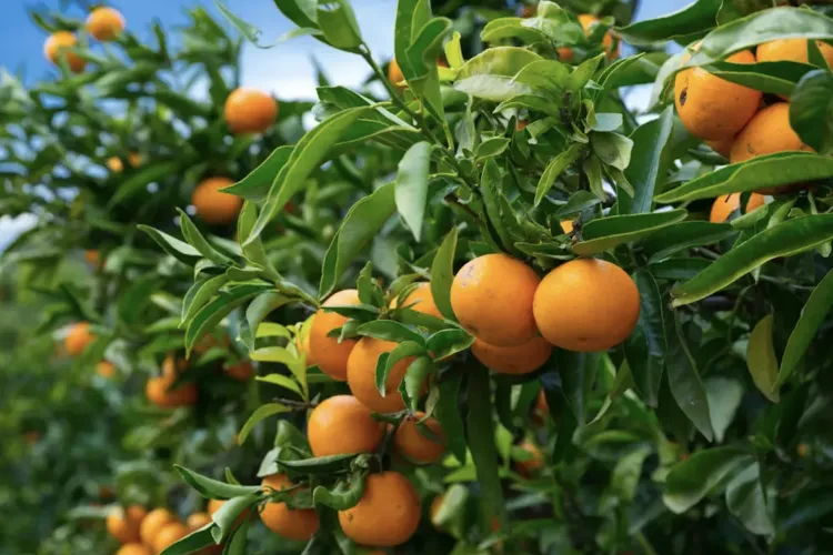 Mandarine cu miros ciudat de chimicale în magazinele din Cluj: „E a doua oară când nimeresc una, verificați înainte de cumpărare”