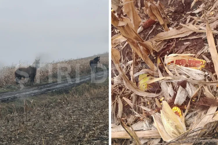 VIDEO. Se fură ca-n codru ziua în amiaza mare în Cluj-Napoca: Pagube totale de zeci de mii de euro: „Pur și simplu nu am ce să le fac”