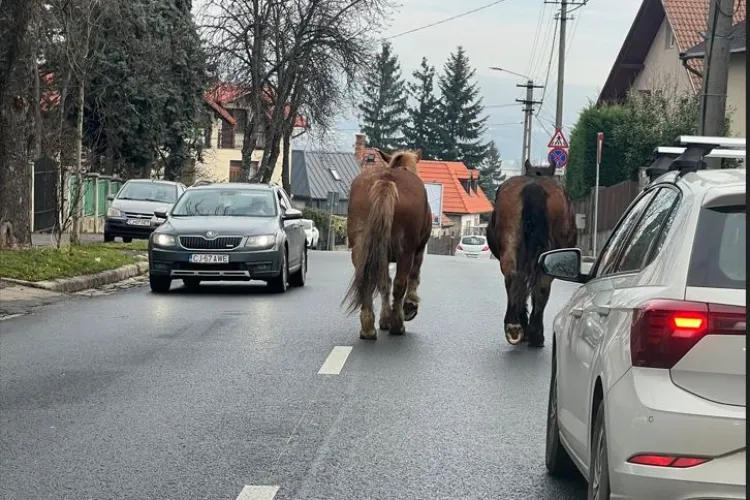 Doi cai frumoși, rătăciți pe o stradă dintr-un cartier de lux din Cluj-Napoca FOTO