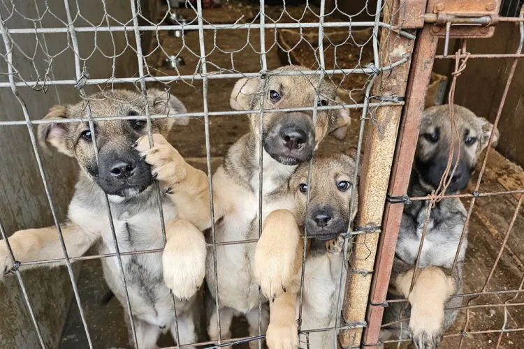 Clujul pornește o campanie inedită: „Adoptă un Prieten pe viață”. Câinii fără stăpân ajung în prim-plan, cu sprijinul cluburilor sportive