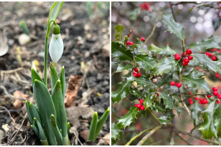 „Minune” de Crăciun la Cluj-Napoca! Primii ghiocei au răsărit în Grădina Botanică: „Natura știe să ne surprindă” FOTO