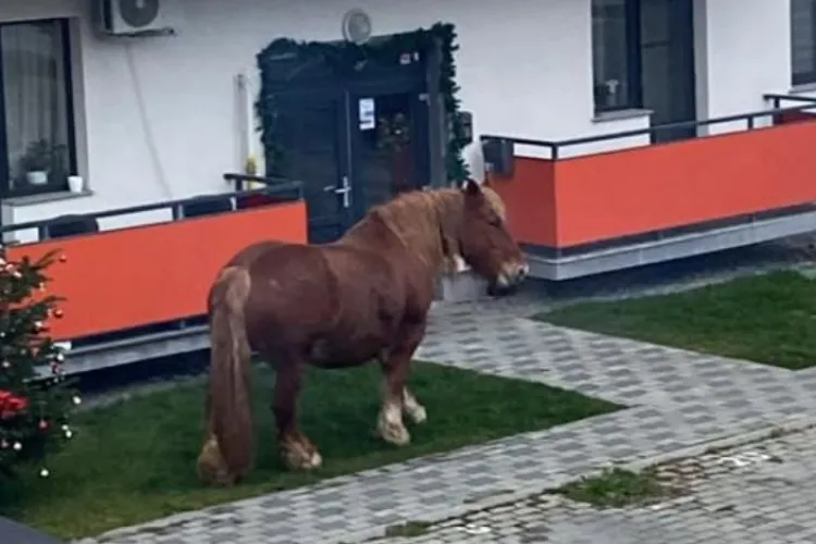 VIDEO Clujeanul care i-a cerut Moșului un căluț e rugat să vină să-l preia. Îl găsește lângă brad, în Florești