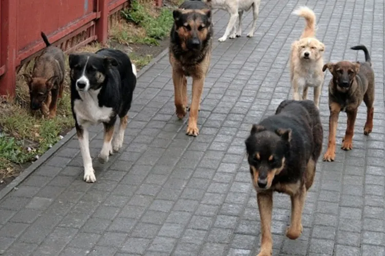 Un clujean s-a trezit cu o haită de câini, chiar în fața blocului. Acesta cere intervenție urgentă, înainte de o nenorocire: „Își fac veacul în parc”