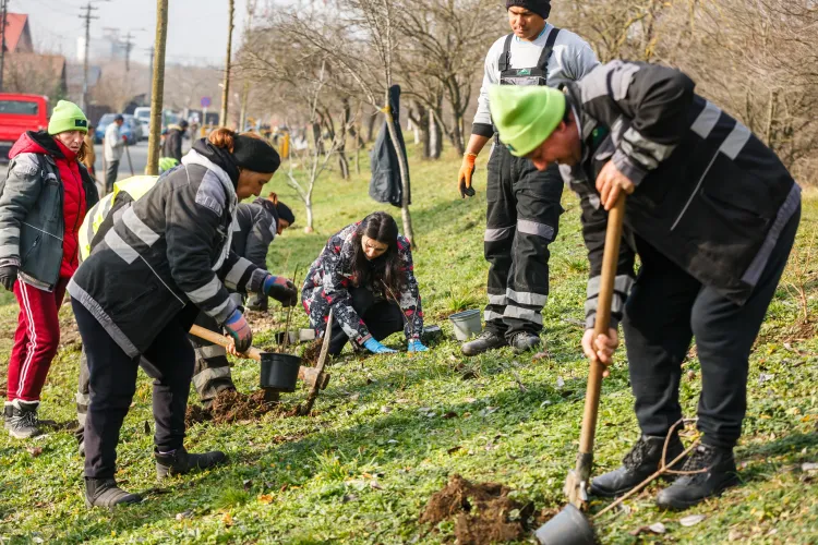 Clujul prinde viață verde! Studenții și comunitatea au transformat Someșeni cu zeci de arbori în două zile pline de energie și implicare