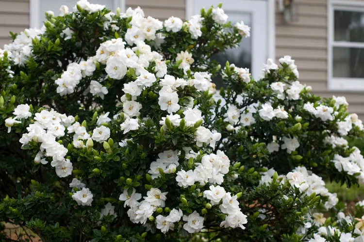 O nouă stradă apare pe hărțile din Cluj-Napoca începând de mâine. Unde este „Aleea Gardeniei”