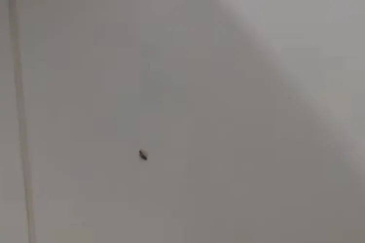 VIDEO Gândaci filmați într-un salon dintr-un Spital Municipal. Imagini virale și reacția îndoielnică a conducerii: „Nu reflectă realitatea”