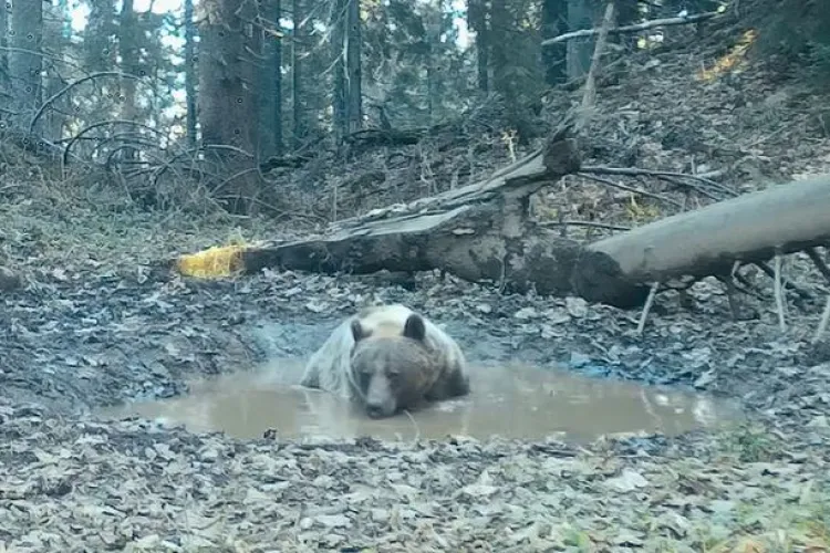 VIDEO Și urșii merg la „Spa”. Imagini inedite din Parcul Național Apuseni